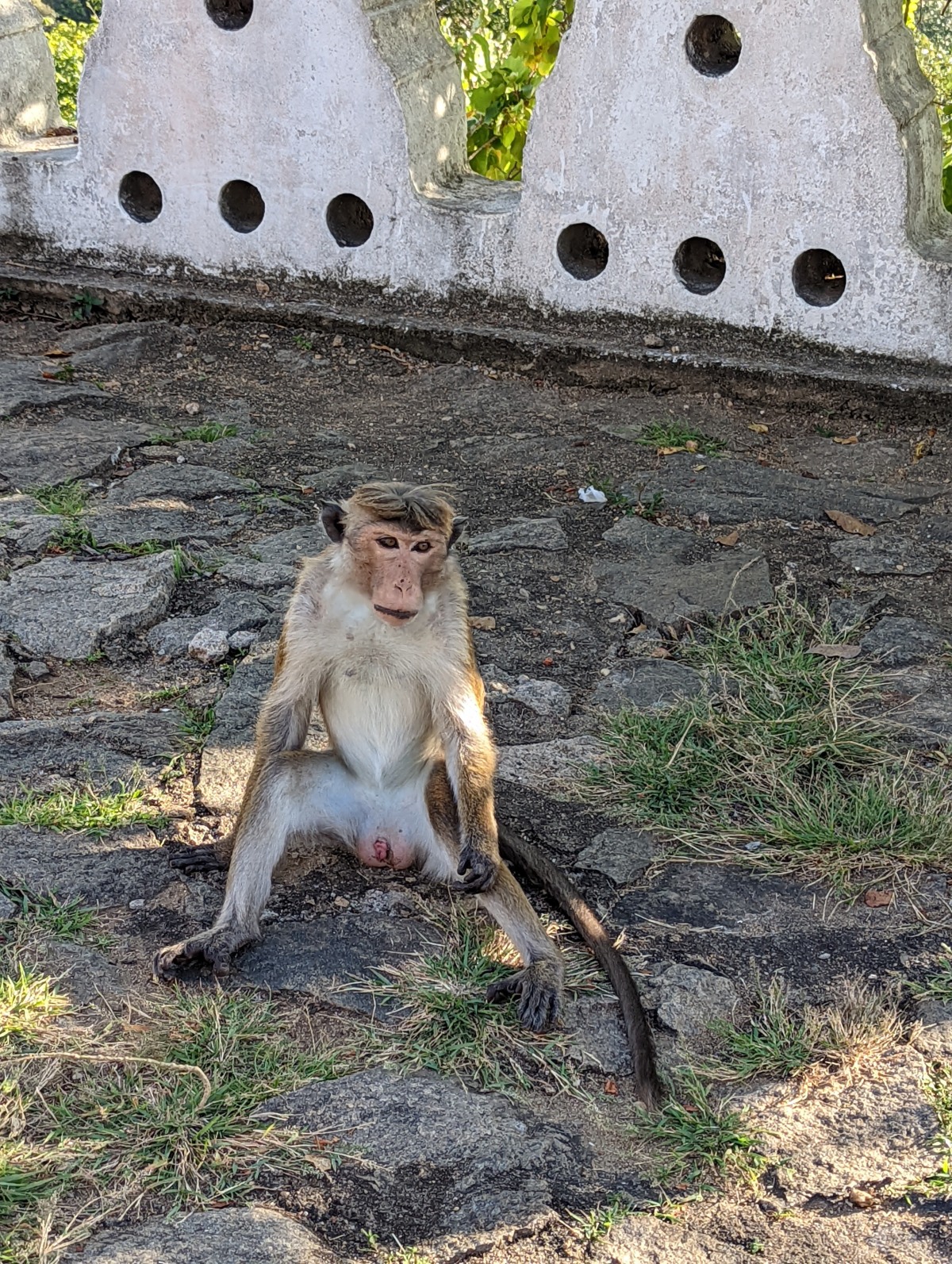 Viele Affen und eine ganz liebe Mama erwarten uns in Dambulla.