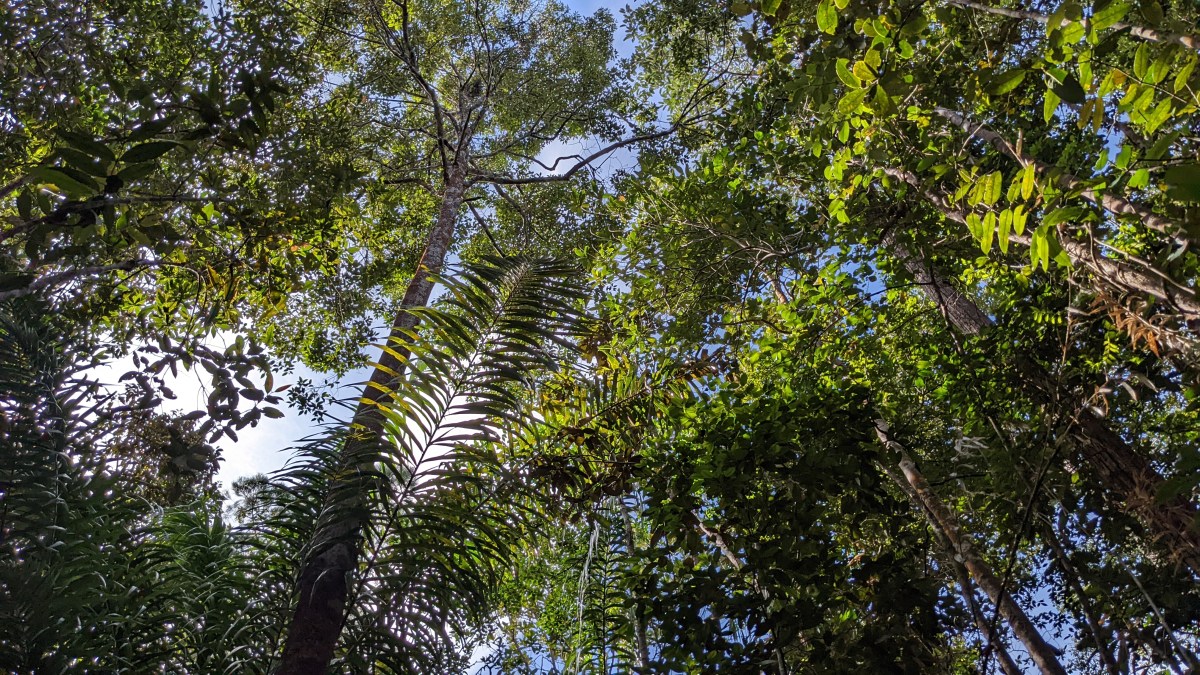 Bako Nationalpark und 3 Tage bei einer Familie im&nbsp;Regenwald