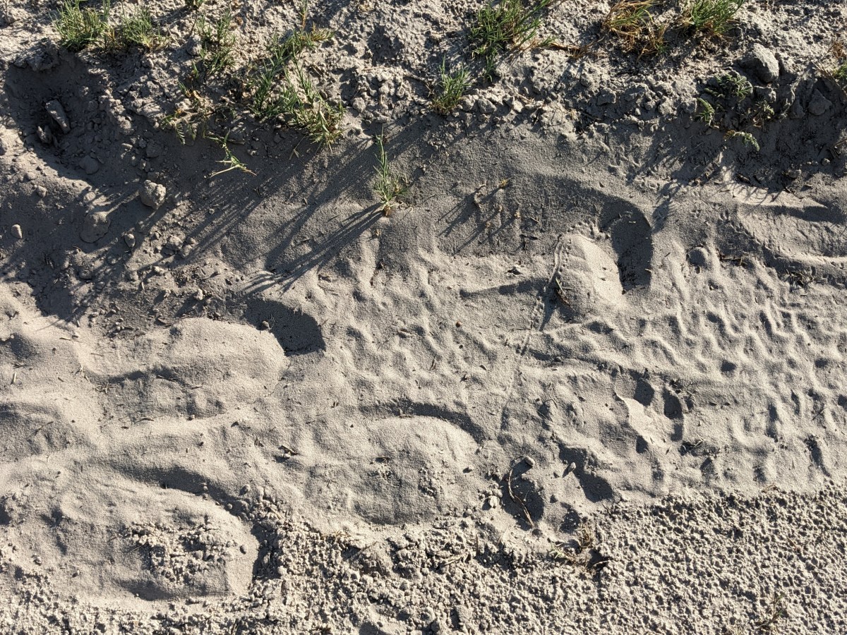 Botswana – hier können wir von der Natur und den Tieren nicht genug&nbsp;bekommen